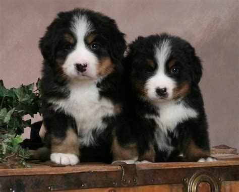 Working Puppies Pictures Information | Bernese mountain dog puppy, Puppy pictures, Puppies