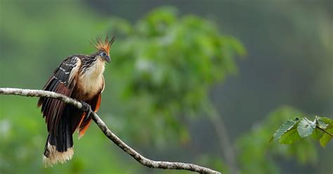 Hoatzin Bird: Evidence Against Evolutionary Ideas - Emmanuel Baptist Church