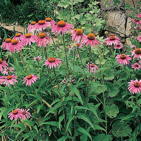 Echinacea | Plants, Echinacea, Echinacea purpurea