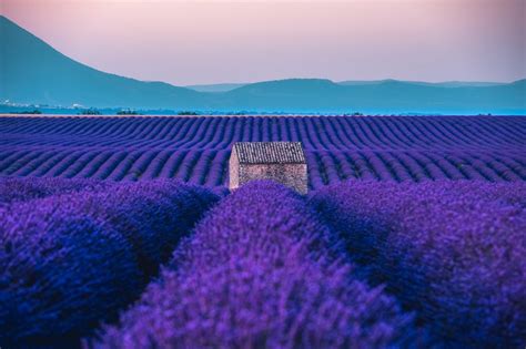 My French Country Home Magazine » Provence’s Lavender Season