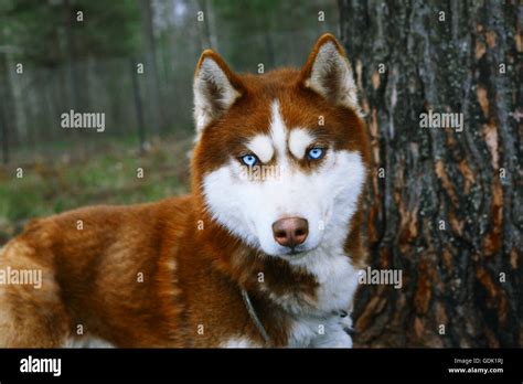 Red husky dog blue eyes hi-res stock photography and images - Alamy