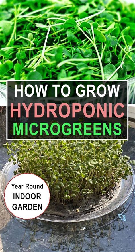 HYDROPONIC MICROGREENS | Microgreens, Hydroponics, Indoor garden