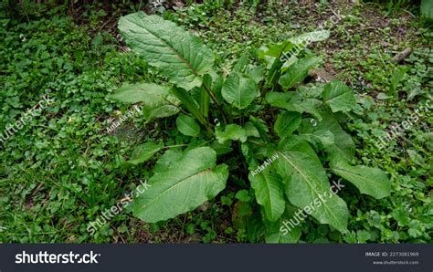 Dock Plant Leaf Royalty-Free Images, Stock Photos & Pictures | Shutterstock