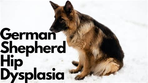 How To Prevent German Shepherd Hip Dysplasia