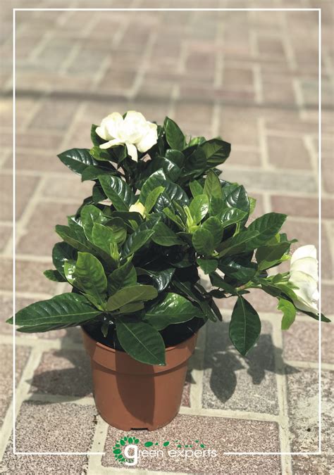 Gardenia Plant (Indoor) - Green Experts Landscape LLC