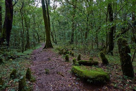 The Sacred Groves of Meghalaya | Rustik Travel