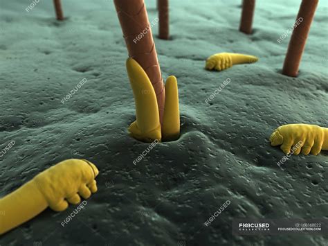 Human eyelash mites — biological, medicine - Stock Photo | #160168022