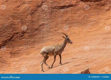 Desert Bighorn Sheep Ewe stock image. Image of bighorn - 123082967