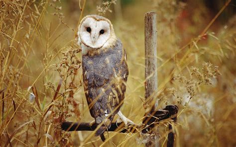 Fall Owls Wallpapers - Top Free Fall Owls Backgrounds - WallpaperAccess