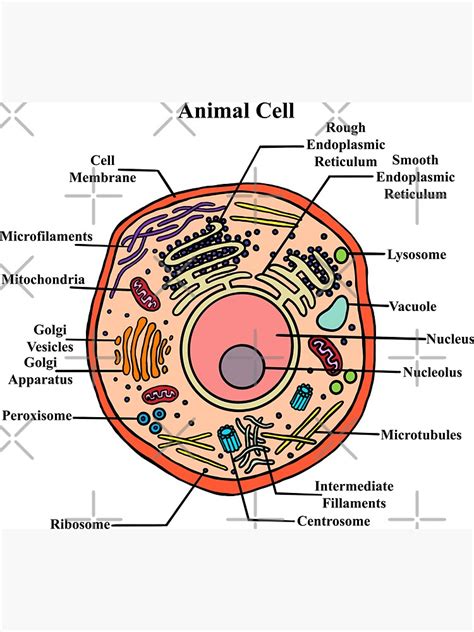 "Labeled Animal Cell Diagram" Magnet for Sale by BundaBear | Redbubble