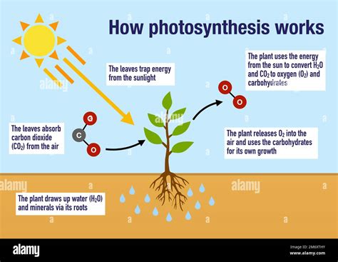 How the process of photosynthesis works in the plants Stock Photo - Alamy