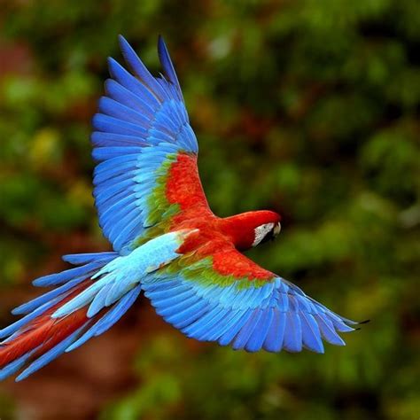 Not Found | Colorful parrots, Parrot flying, Parrot