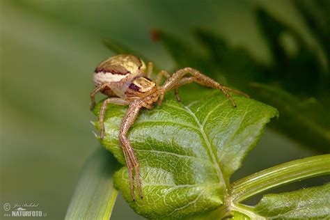 Crab Spider Photos, Crab Spider Images, Nature Wildlife Pictures | NaturePhoto