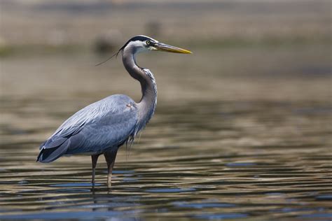 Heron | The Biggest Animals Kingdom