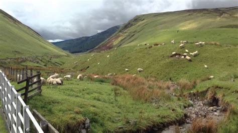 Sheep on a hillside in the Scottish Lowlands north of Moffat - YouTube