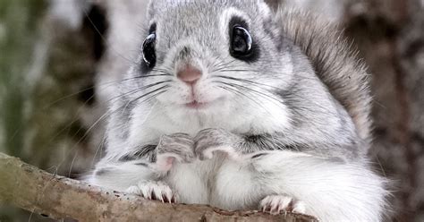 Hokkaido's Ezo flying squirrels spotted on a buffet date - The Mainichi