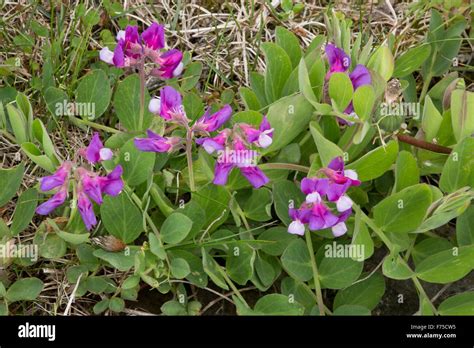 Sea pea or Beach pea, in flower in coastal habitat. A circumboreal plant with floating seeds ...