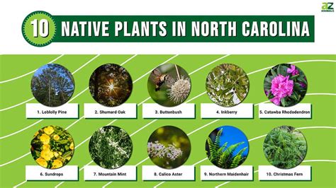 10 Native Plants in North Carolina - A-Z Animals