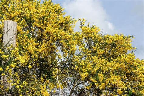 Broom (cytisus Scoparius) In Flower Photograph by Brian Gadsby/science ...