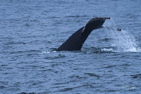 Monterey Bay Whale Watching — Paul R Mudgett Photography