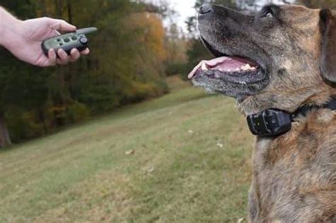 How the Garmin Sport Pro Collar Can Help You Train Your Dog