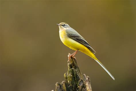 Grey wagtail Bird Facts | Motacilla Cinerea