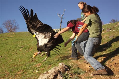 For the First Time in a Century, California Condors Will Take Flight in the Pacific Northwest