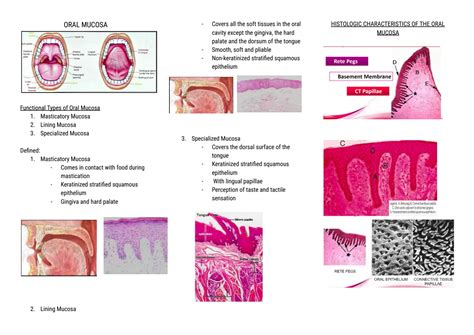 SOLUTION: Oral histology oral mucosa - Studypool