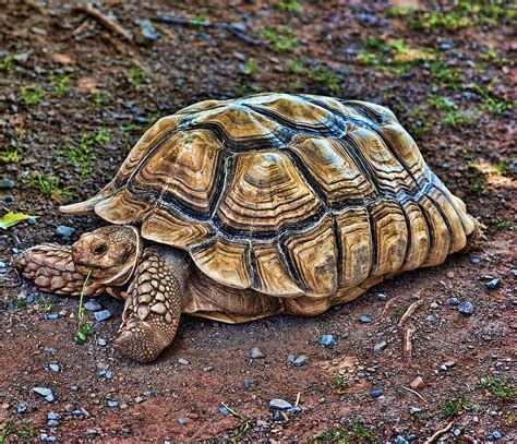 Land Turtle Photograph by Mark Jordan