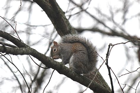 Squirrel In The Trees