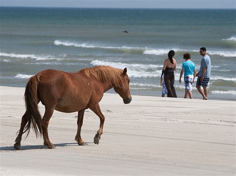 Corolla Wild Horses - The Northern Outer Banks