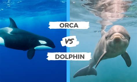 Orca vs Dolphin | Surf's Up Magazine