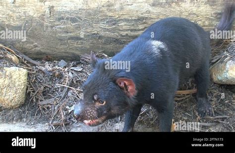 Tasmanian Devil with sound Stock Video Footage - Alamy