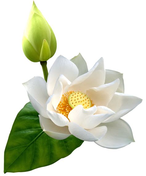 White Lotus Transparent 14033623 PNG