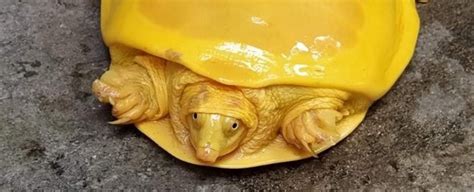 What's The Deal With This Ridiculous Yellow Turtle Found in India ...