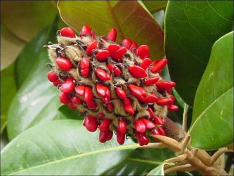 Southern Magnolia | Yale Nature Walk