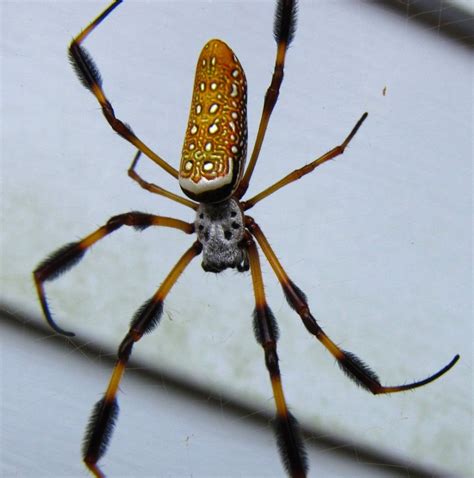 Golden Silk Spider (Banana Spider) by MichelleAnnHarrison - VIEWBUG.com