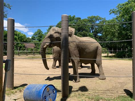 Animals greet guests at Roger Williams Park Zoo again | WJAR