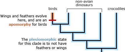 examples of apomorphy and plesiomorphy in cladistics | Genetic ...