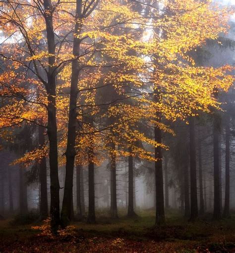 ***Autumn forest (Thuringia, Germany) by Heiko Gerlicher af. | Autumn forest, Forest, Instagram