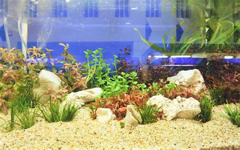 The Best Fish Tank Gravel - 2023 Guide - Animal Corner