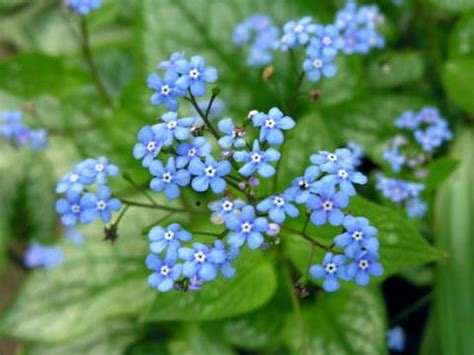 Brunnera | North American Rock Garden Society