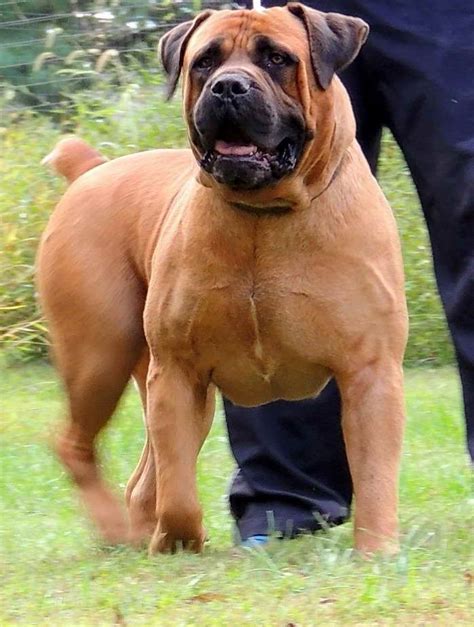 African Mastiff Information | PETSIDI