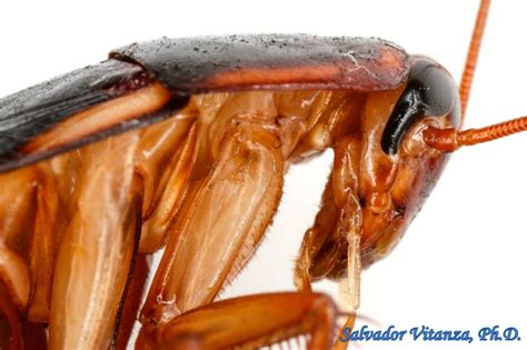 Blattodea-Blattidae-Shelfordella lateralis-Turkestan cockroach FEMALE ...