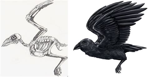 Raven anatomy study by EarlNoir on DeviantArt