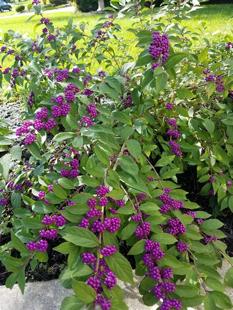 Callicarpa, aka American beautyberry | Berry plants, French cottage ...