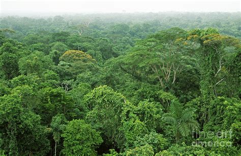 Rainforest Canopy Photograph by Gregory G. Dimijian, M.D. - Pixels