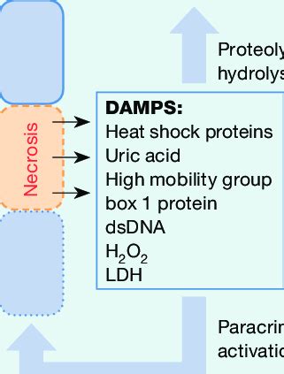 Damage or stress causes cell necrosis. A necrotic cell loses membrane... | Download Scientific ...