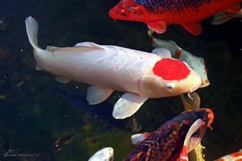 Kohaku Koi: The Popular Fish in the Pond - Aquascape, Inc.