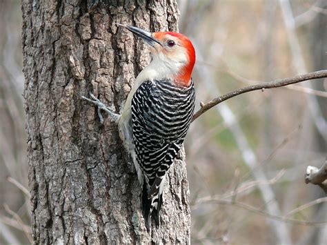 Woodpeckers No More! Woodpecker Deterrents for the Home